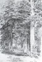 Сосновый лес. 1889. 