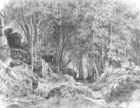 Лиственный лес на скалистом берегу. Валаам. 1859